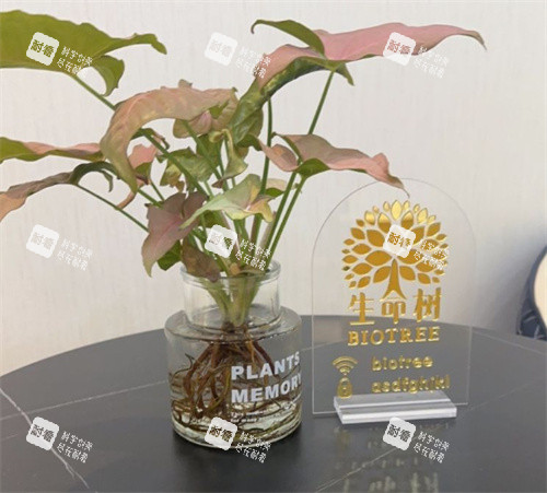 上海生命树医疗美容医院桌面展示.jpg
