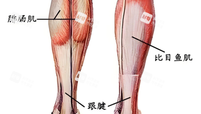 小腿肌肉.png