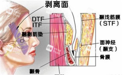 面部层次图解.jpg