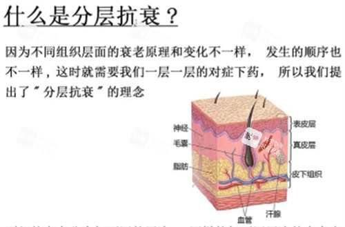 分层抗衰解析.jpg 分层抗衰解析.jpg