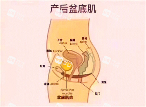 产后盆底肌.jpg