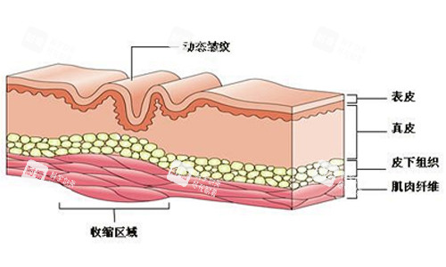 皮肤上皱纹的产生.jpg 皮肤上皱纹的产生.jpg