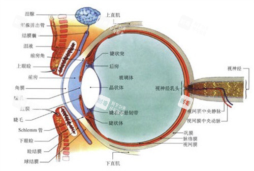 眼部结构.jpg 眼部结构.jpg