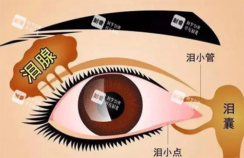 泪腺脱垂是怎么回事.jpg 泪腺脱垂是怎么回事.jpg
