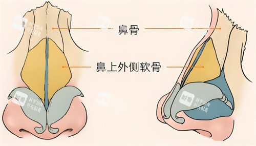 鼻部矫正鼻组织结构.jpg 鼻部矫正鼻组织结构.jpg
