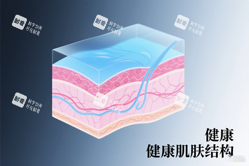 健康皮肤结构.png