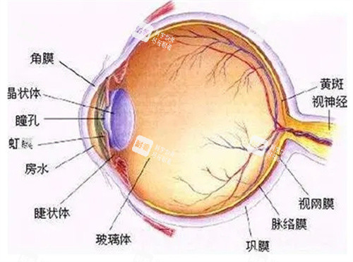 项力源医生口碑怎么样：技术风格/审美理念/术后维护三个维度拆解真实评价