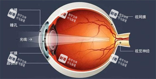 眼部结构图.jpg 眼部结构图.jpg