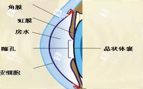 眼部部位展示图.png 眼部部位展示图.png
